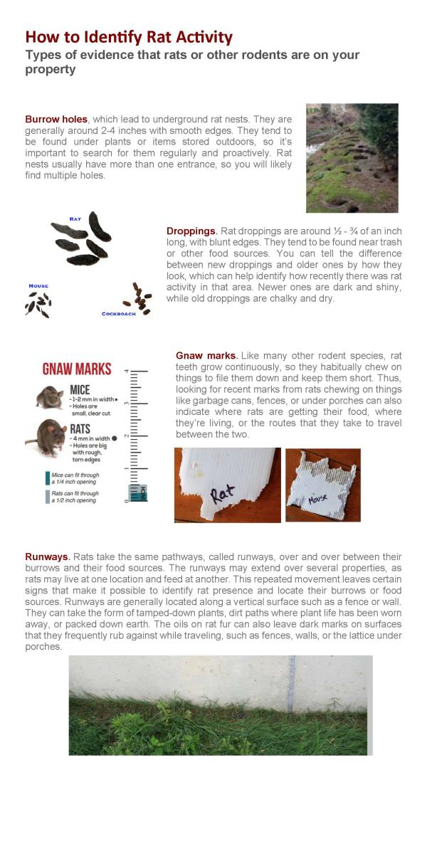 How to Identity Rat Activity