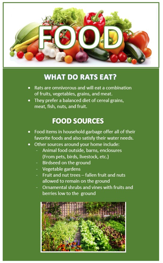 Rat Food Sources